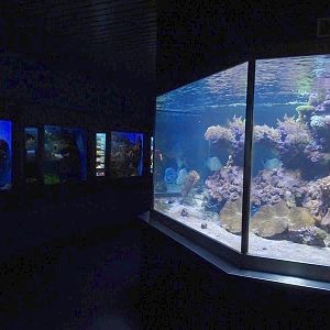 Haus der Natur Salzburg: Aquarium hall