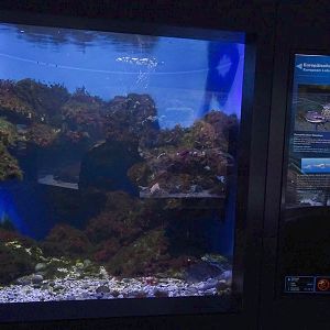 Haus der Natur Salzburg: European lobster tank