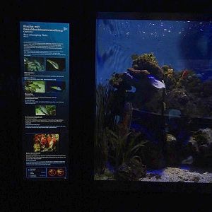 Haus der Natur Salzburg: Tank for various wrasses