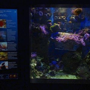 Haus der Natur Salzburg: Tank for various invertabrates