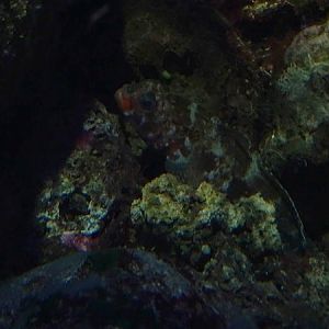 Haus der Natur Salzburg: Red-mouthed goby (Gobius cruentatus)