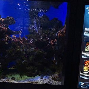 Haus der Natur Salzburg: Tank for mullet, flounder, seaperch and others