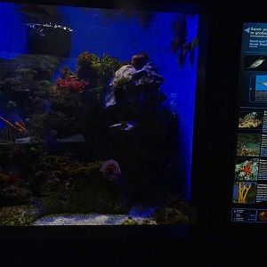 Haus der Natur Salzburg: Tank for snipefish, scorpionfish and others