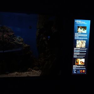 Haus der Natur Salzburg: Tank for common octopus