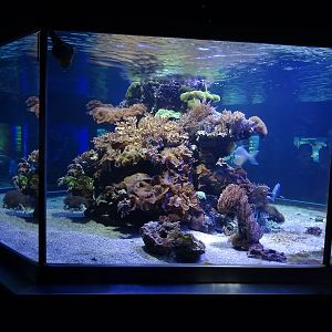 Haus der Natur Salzburg: Tank for ribbontail ray, lookdown and others