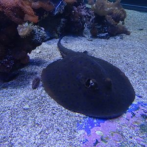 Haus der Natur Salzburg:  Bluespotted ribbontail ray (Taeniura lymma)