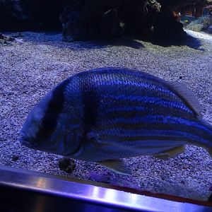 Haus der Natur Salzburg: Porkfish (Anisotremus virginicus)