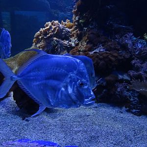 Haus der Natur Salzburg: Lookdown (Lookdown fish) (Selene vomer)