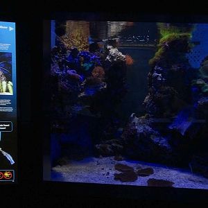 Haus der Natur Salzburg: Tank for leopard moray