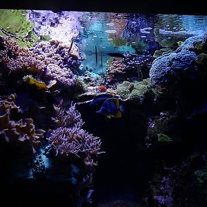 Haus der Natur Salzburg: Tank for various species