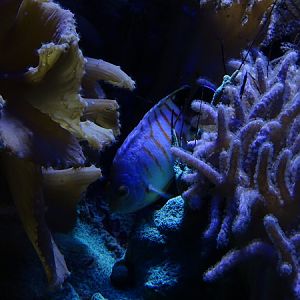 Haus der Natur Salzburg:  Blacktail angelfish (Centropyge eibli)