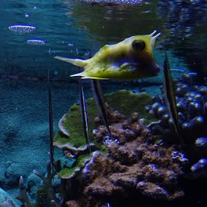 Haus der Natur Salzburg: Longhorn boxfish (Lactoria cornuta)