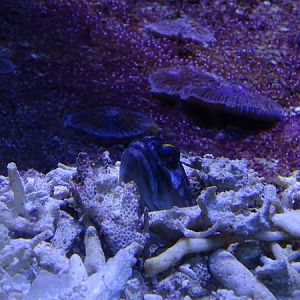 Haus der Natur Salzburg:  Gold-specs jawfish (Opistognathus randalli)