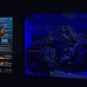 Haus der Natur Salzburg:  Lionfish and pineconefish tank