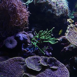 Haus der Natur Salzburg: Small coral reef tank