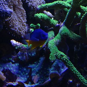 Haus der Natur Salzburg: Azure demoiselle (Chrysiptera hemicyanea