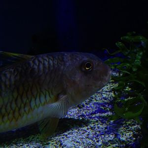 Haus der Natur Salzburg: Striped red mullet (Mullus surmuletus)