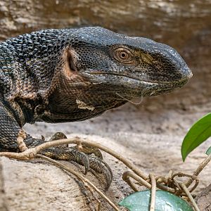 White-throated monitor (Varanus albigularis)