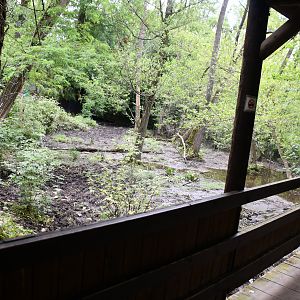 Brazilian Tapir exhibit