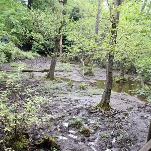 Brazilian Tapir exhibit
