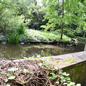Asian Small-clawed Otter exhibit
