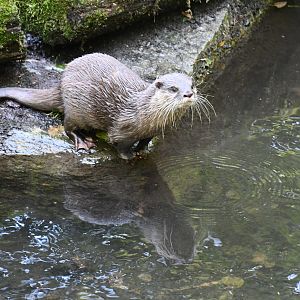 Asian Small-clawed Otter