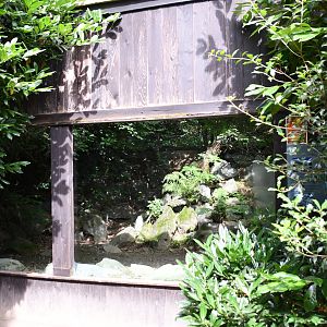 first of two Pallas' Cat exhibits