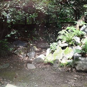 first of two Pallas' Cat exhibits