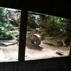 second of two Pallas Cat exhibits