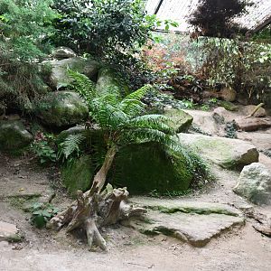 second of two Pallas Cat exhibits