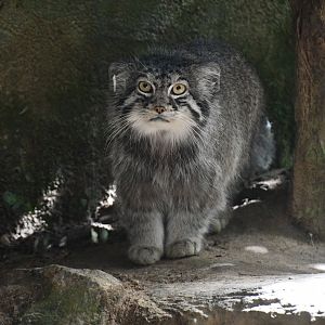 Pallas' Cat