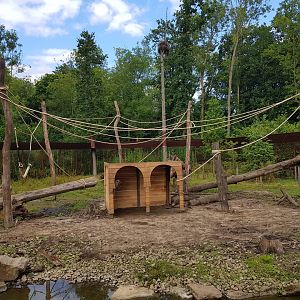 Planckendael Barbary macaque new climbing frame and shelter