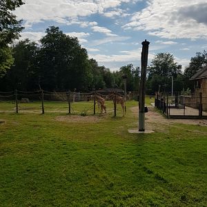 Planckendael Kordofan giraffe young