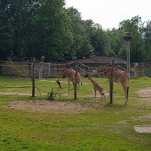 Planckendael Kordofan giraffe young