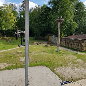 Planckendael Kordofan giraffe young