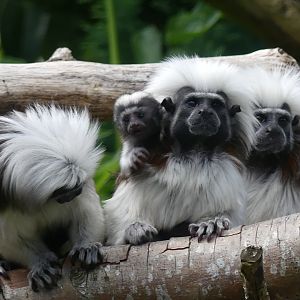 Cottontop Tamarin family with baby - Chester Zoo - 09.07.24