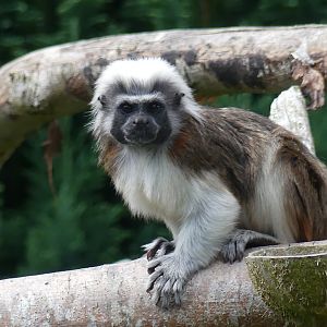 Cottontop Tamarin - Chester Zoo - 09.07.24