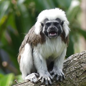 Cottontop Tamarin - Chester Zoo - 09.07.24
