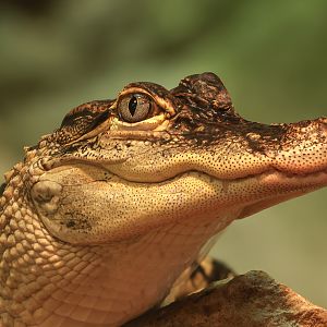 American alligator : Crocodiles of the World : 20 Jun 2024