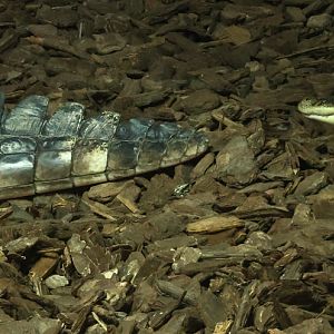 American alligator : Crocodiles of the World : 20 Jun 2024