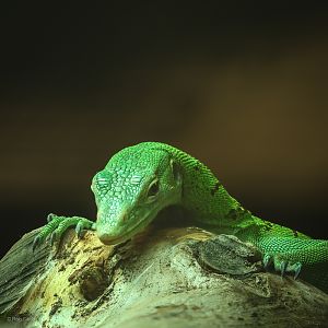 Green tree monitor : Crocodiles of the World : 20 Jun 2024
