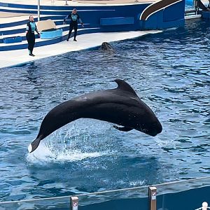 Short-Finned Pilot Whale