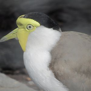 Masked Lapwing