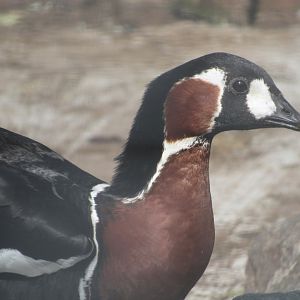 Red-breasted Goose