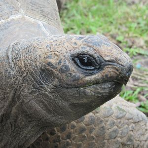 Aldabra Tortoise