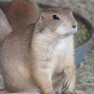 Black-tailed Prairie Dog
