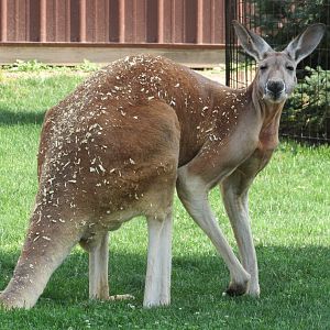 Large male Red Kangaroo