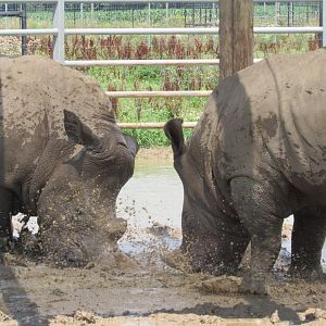 White Rhinos sparring