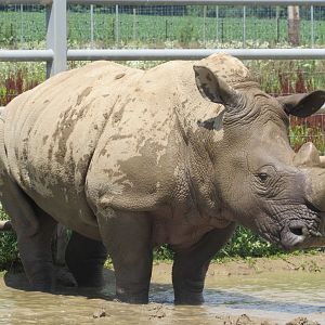 White Rhinoceros