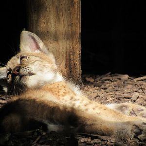 Siberian Lynx kitten